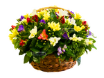 Агриба